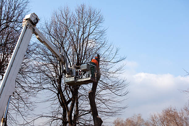 Best Stump Grinding and Removal  in Keansburg, NJ